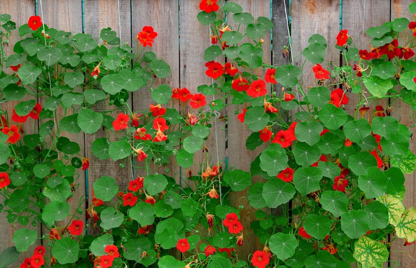 10 καλύτερα αναρριχητικά φυτά για κάθετη διακόσμηση κήπου
